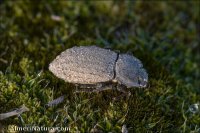 Asida almeriana