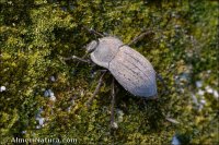 Asida curvatipennis dubiosa