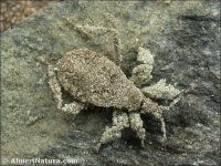 Reduvius personatus