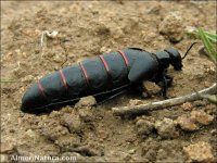 Berberomeloe majalis