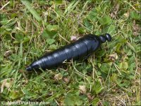 Berberomeloe majalis