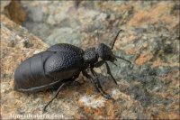 Meloe tuccius