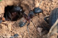 Camponotus cruentatus