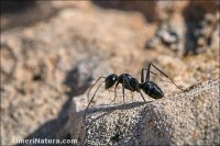 Camponotus foreli