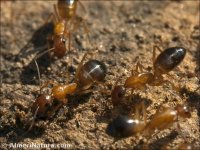 Camponotus pilicornis