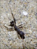 Aphaenogaster sp.