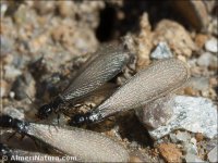 Reticulitermes lucifugus