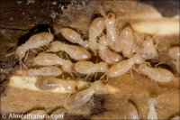 Reticulitermes grassei