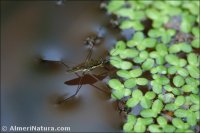 Gerris lateralis