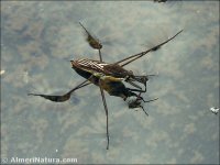 Gerris lacustris