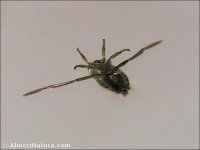 Notonecta variegata