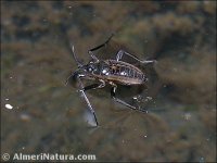 Velia sp.