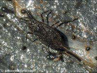 Nepa cinerea