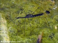 Hydrometra stagnorum