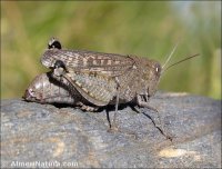 Calliptamus barbarus