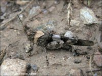 Calliptamus sp.