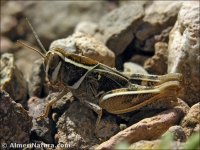 Pezotettix giornae