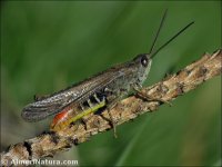 Chorthippus brunneus