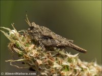 Paratettix meridionalis