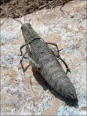Eumigus monticola