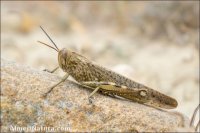 Anacridium aegyptium
