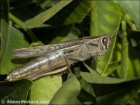 Eyprepocnemis plorans