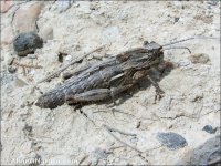 Eumigus cucullatus subsp. almeriensis