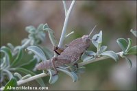 Eumigus cucullatus