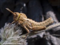 Acinipe segurensis