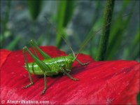 Tettigonia viridissima