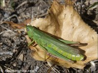 Chorthippus jucundus