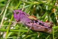 Chorthippus sp.