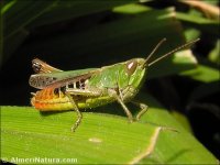 Omocestus sp.