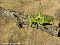 Steropleurus andalusius