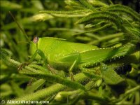 Anacridium aegyptium