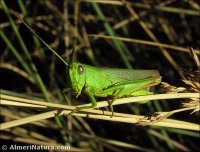 Chorthippus jucundus