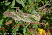 Locusta migratoria