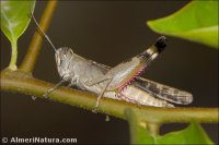 Heteracris littoralis