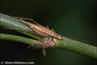 Oecanthus pellucens