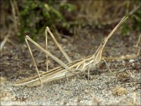 Truxalis nasuta