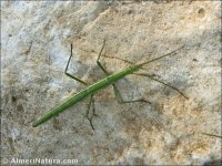 Leptynia hispanica