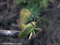 Steropleurus sp.