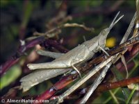 Pyrgomorpha conica