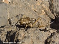 Pycnogaster sp.