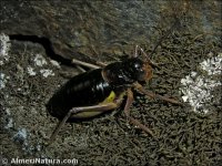 Baetica ustulata