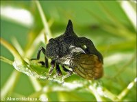 Centrotus cornutus