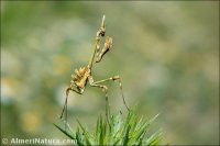 Empusa pennata
