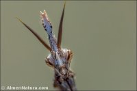 Empusa pennata