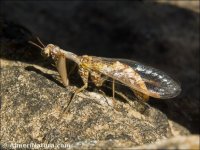 Mantispa styriaca