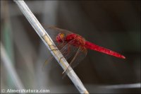 Crocothemis erythraea